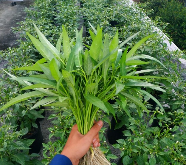 Tanaman Mudah untuk Pemula