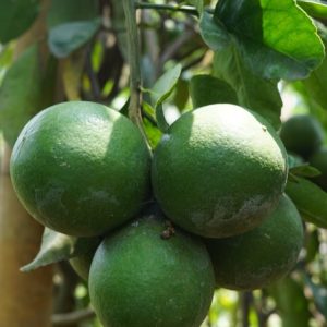 Jeruk Limau