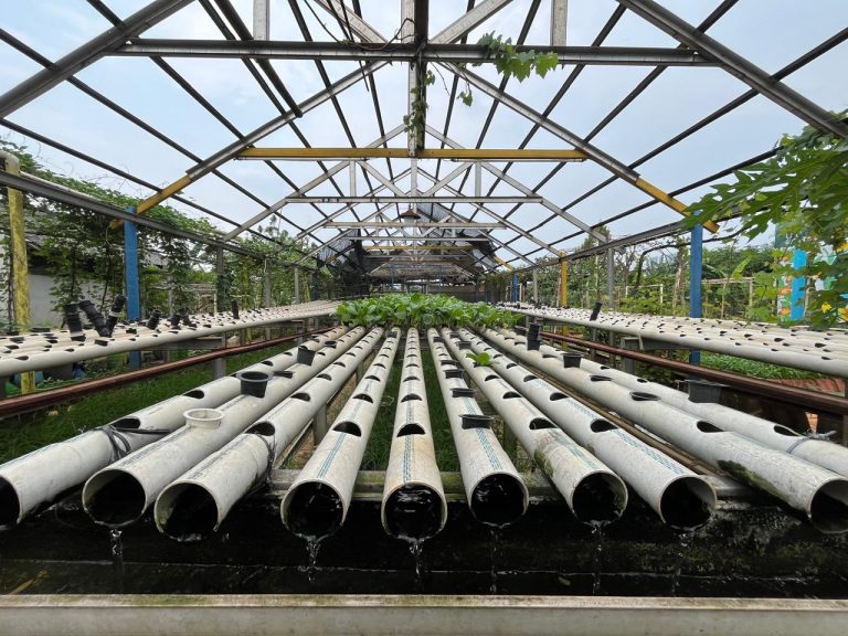 Berkebun Tetap Subur di Tengah Panas Kota