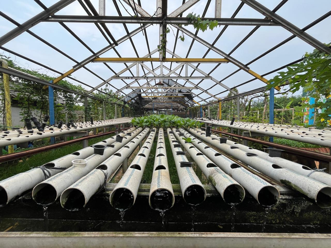 Berkebun Tetap Subur di Tengah Panas Kota